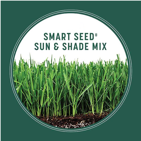 Imported Bermuda Grass Seeds 7 days growth time and 7 day refund policy | Four Seasons Evergreen Grass Seeds